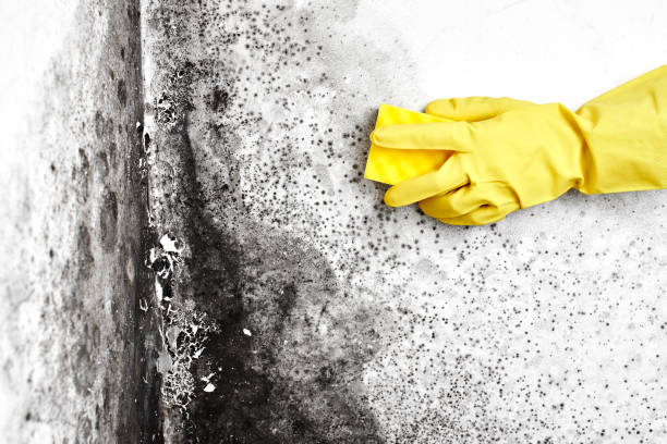 Best Commercial Mold Remediation in Garnet, CA