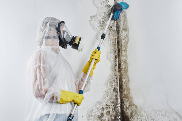 Best Health and Safety Mold Remediation in Garnet, CA