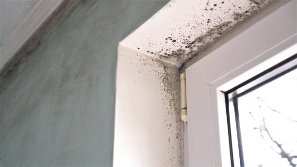 Professional Mold Remediation in Garnet, CA