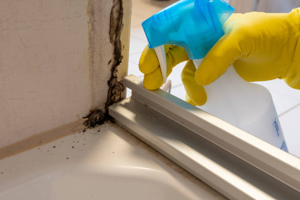 Best Preventive Mold Services in Garnet, CA