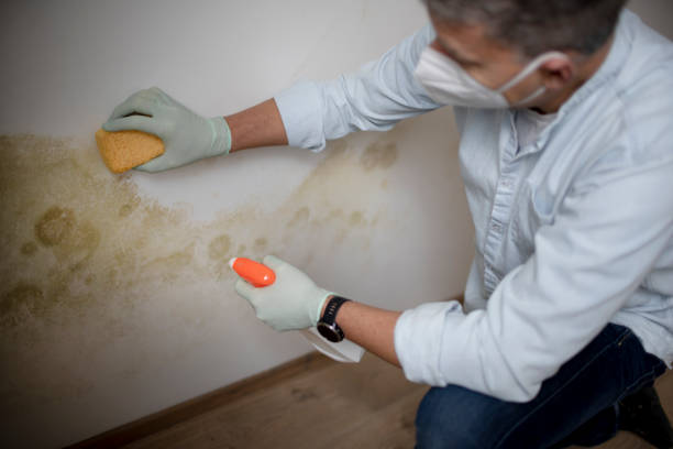 Best Kitchen Mold Remediation in Garnet, CA