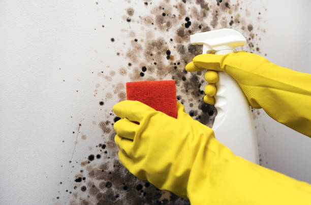 Best Mold Remediation for Specific Building Types in Garnet, CA