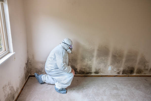 Best Black Mold Remediation in Garnet, CA