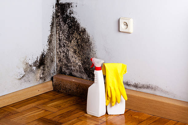 Best Post-Flood Mold Remediation in Garnet, CA