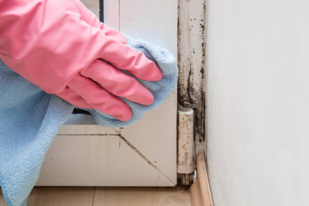 Best Localized Mold Remediation (e.g., coastal areas, humid climates) in Garnet, CA